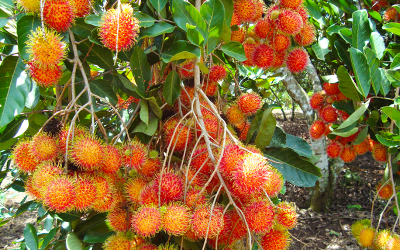 Chả kém gì sầu riêng, thứ trái cây nguồn gốc Indonesia này trồng ở Vĩnh Long bất ngờ tăng giá gấp đôi | Phân Bón Nông Hải
